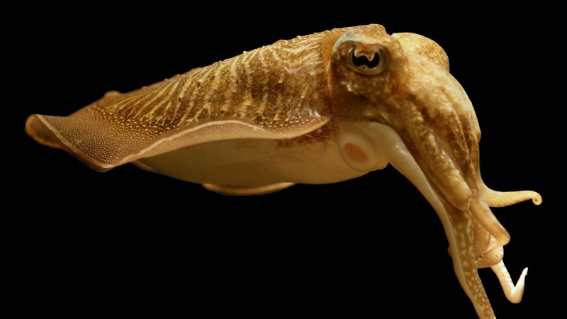 Cuttlefish, broadclub cuttlefish, deep sea creatures, Sepia latimanus, skin color (horizontal)