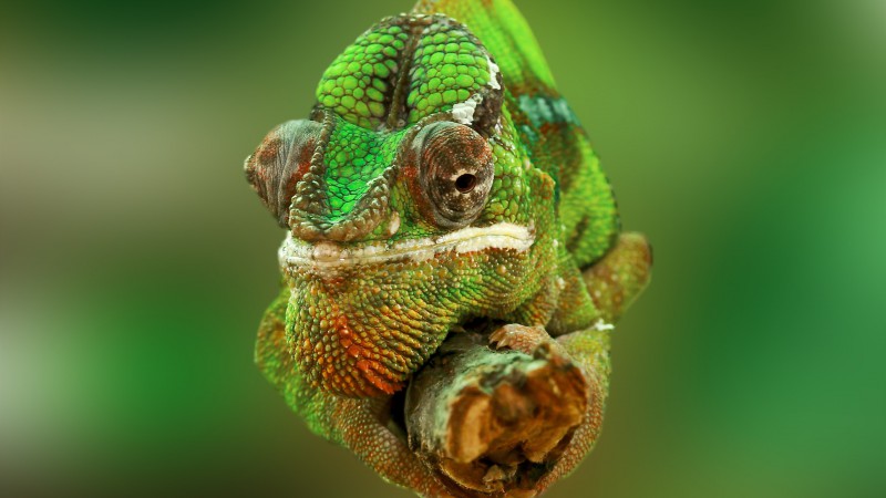 Chameleon, color change, lizard, Veiled chameleon, Panther chameleon, Jackson's chameleon, macro photo (horizontal)