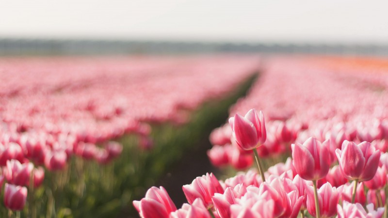 Tulip, 4k, HD wallpaper, spring, flower, field (horizontal)
