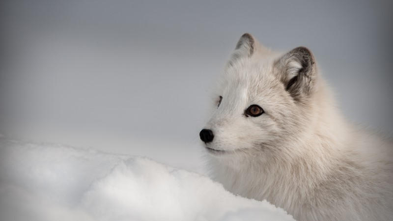 Arctic fox, Northern Hemisphere, animal (horizontal)