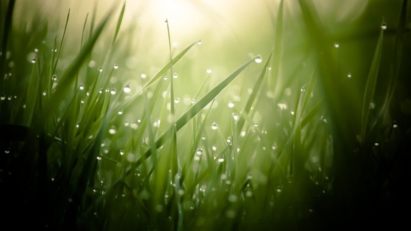 Grass, 4k, HD wallpaper, green, drops, dew, sun, rays (horizontal)