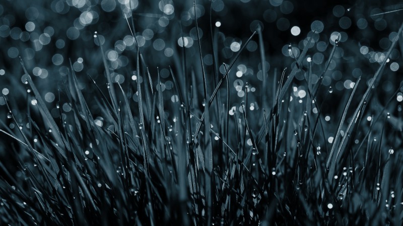 Grass, 4k, HD wallpaper, blue, dew, drops (horizontal)