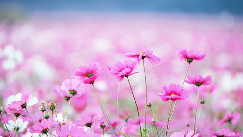 Wildflowers, HD, 4k wallpaper, field, pink, flower (horizontal)