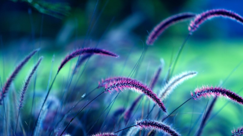 Grass, 5k, 4k wallpaper, purple, ears (horizontal)