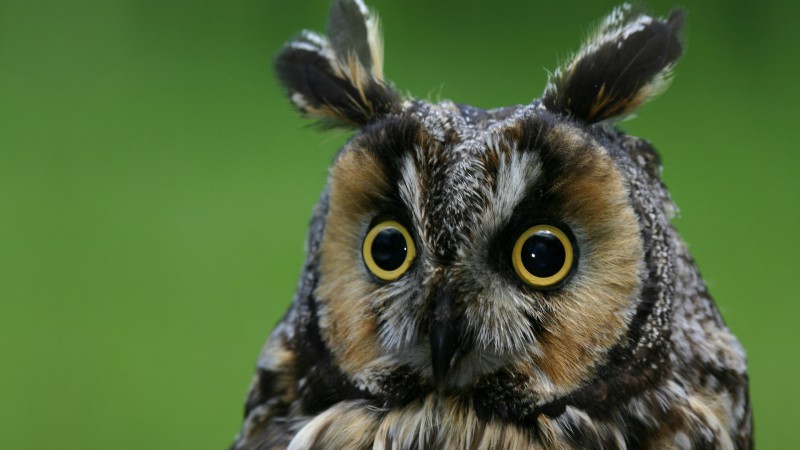 Owl, eagle-owl, funny, nature, plumy (horizontal)