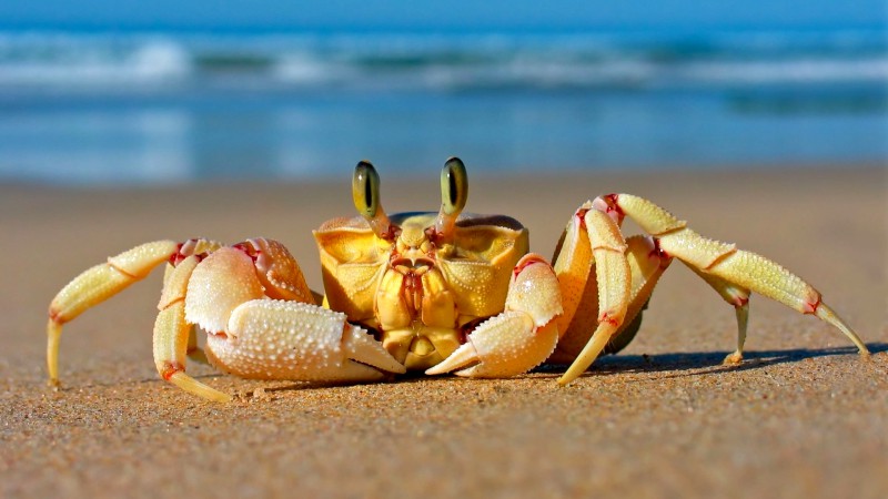 Crab, Mediterranean sea, sand, funny, cute animals (horizontal)