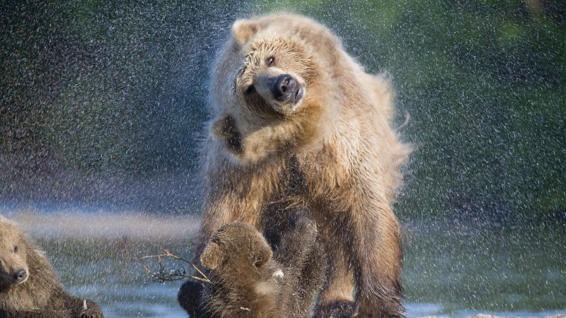 Bears, water, wash, National Geographics (horizontal)
