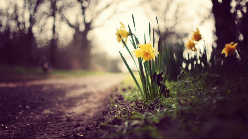 Daffodils, 5k, 4k wallpaper, flowers, spring, nature (horizontal)