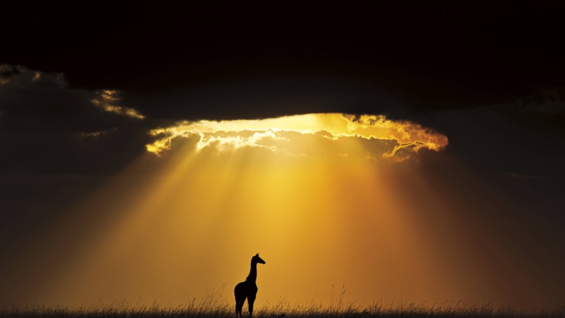 giraffe, sky, landscape, clouds, sun, silhouette (horizontal)