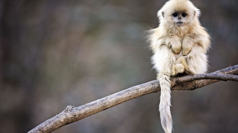 Snub-nosed monkey, monkey, Roxelana, Wolong National Nature Reserve, China, animals (horizontal)