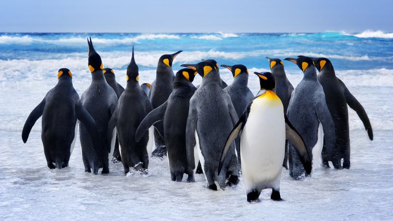 Pinguin, snow, ocean, cute animals, funny (horizontal)