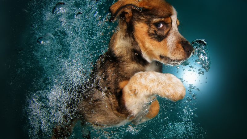 Border Collie, dog, underwater, cute animals, funny (horizontal)