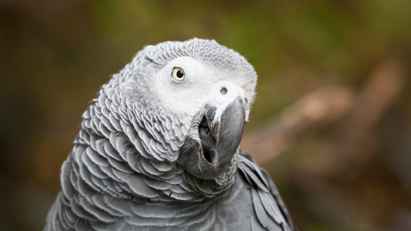 African grey parrot, cute animals, funny, blur (horizontal)