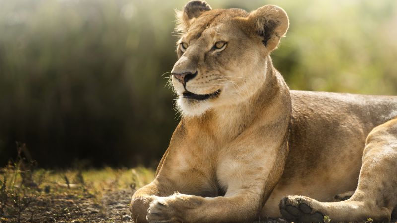 Lion, savanna, cute animals (horizontal)