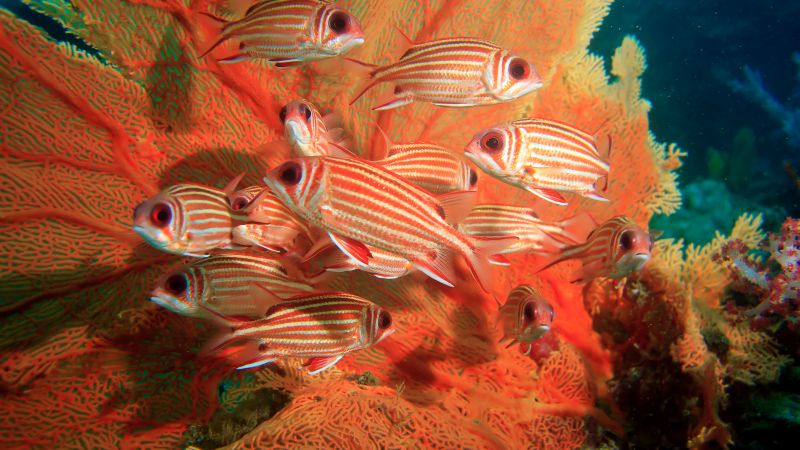 Coral hind, corals, underwater (horizontal)
