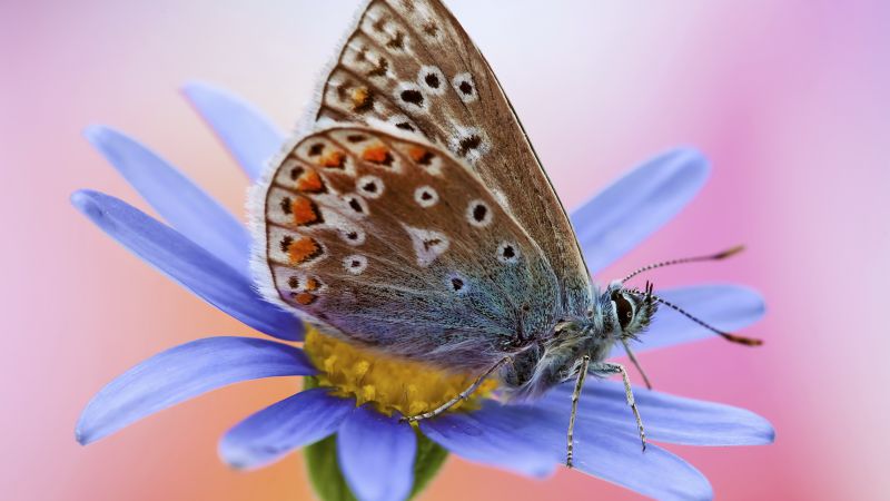 Artemis, butterfly, macro, flower (horizontal)