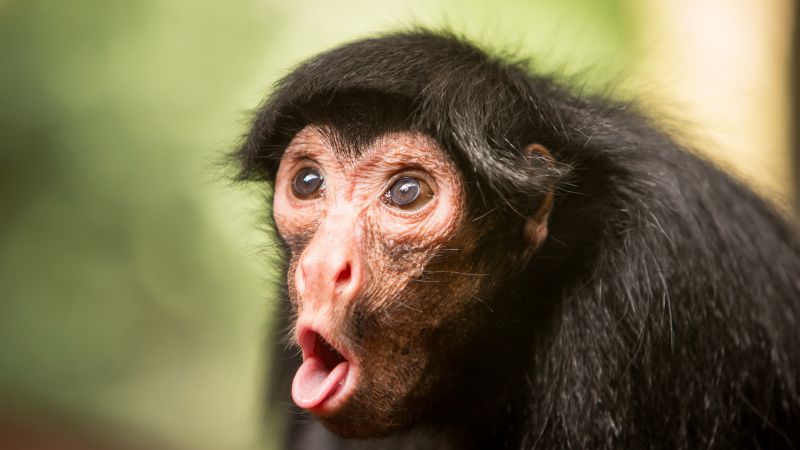 Chimpanzee, monkey, cute animals, funny (horizontal)