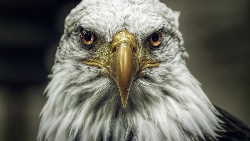 Eagle, look, cute animals, blur (horizontal)