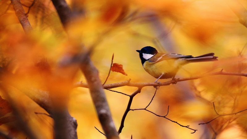Tit, autumn, tree, blur (horizontal)