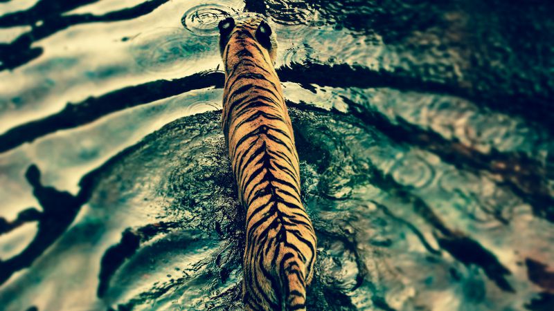 Tiger, water, cute animals (horizontal)