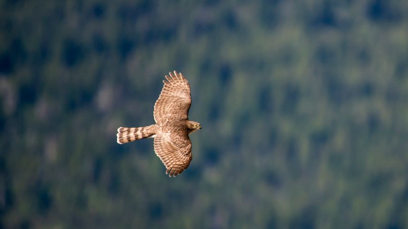 hawk, flight, air photography (horizontal)