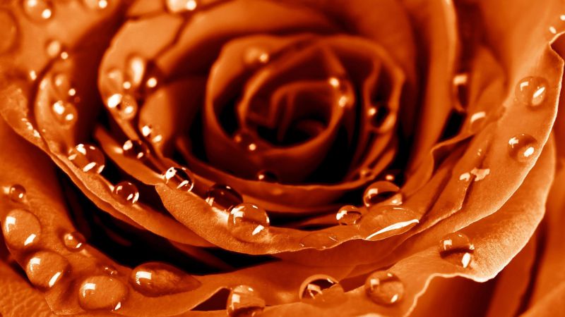 Rose, 4k, HD wallpaper, drops, dew, flower (horizontal)