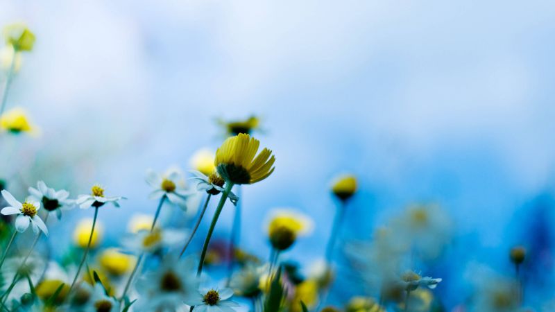 Wildflowers, 4k, HD wallpaper, blue (horizontal)