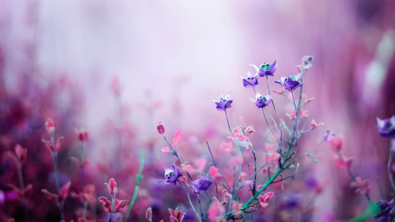 Wildflowers, 4k, HD wallpaper, purple (horizontal)