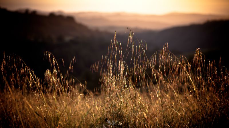 California, 4k, HD wallpaper, 8k, Field, sunset, grass (horizontal)