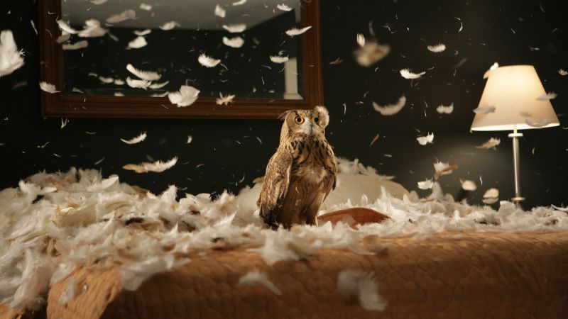 Owl, feathers, cute animals, funny (horizontal)