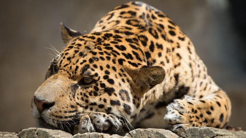jaguar, look, cute animals (horizontal)