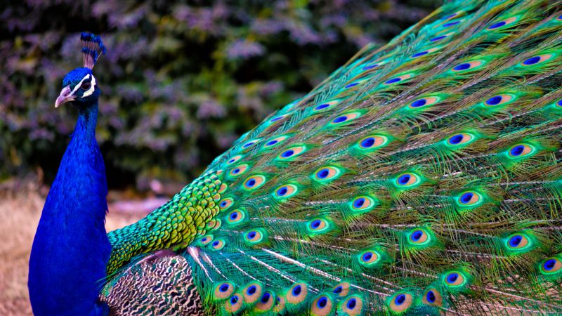 Peacock, feathers (horizontal)