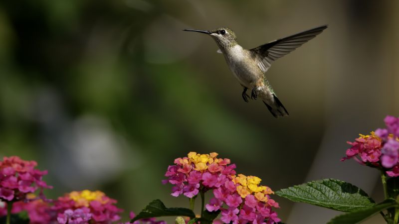 colibri, flowers, flight, blur (horizontal)