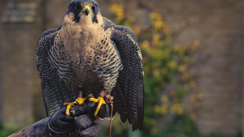 falcon, hunter, predator, cute animals (horizontal)
