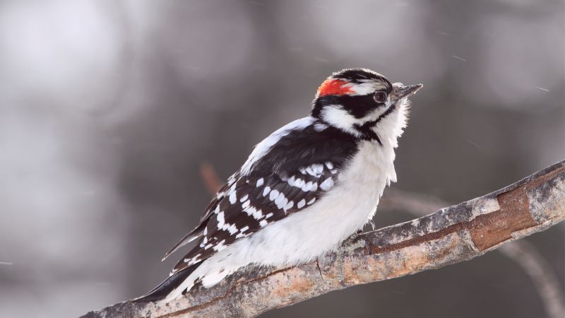 Woodpecker, blur, cute animals (horizontal)
