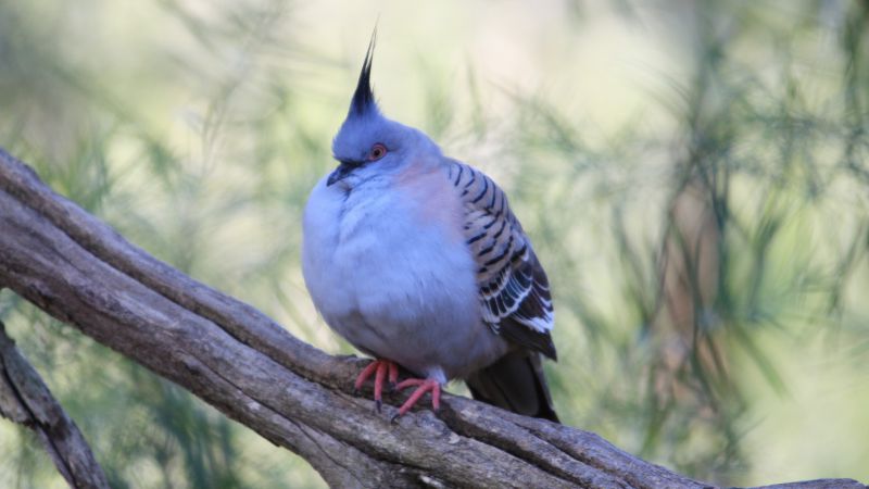 Wild pigeon, cute animals (horizontal)