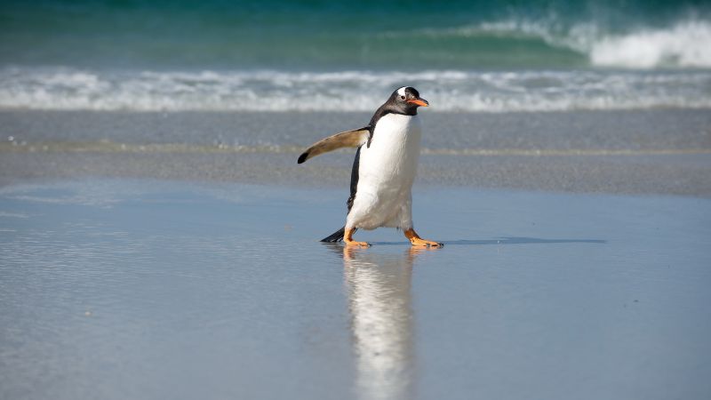 Pinguin, shore, sea, ocean, cute animals (horizontal)