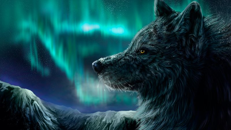 Wolf, aurora polaris, look (horizontal)