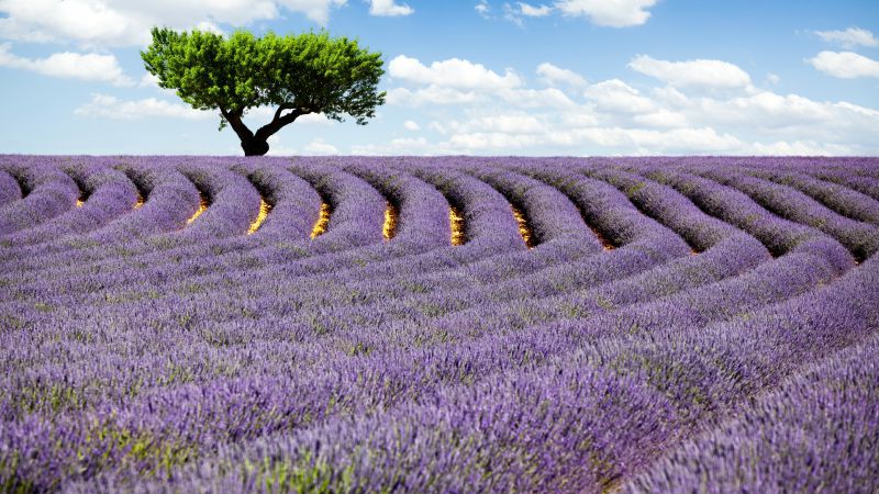 Lavender field, 4k, HD wallpaper, Provence, France, Meadows, lavender, tree, sky (horizontal)