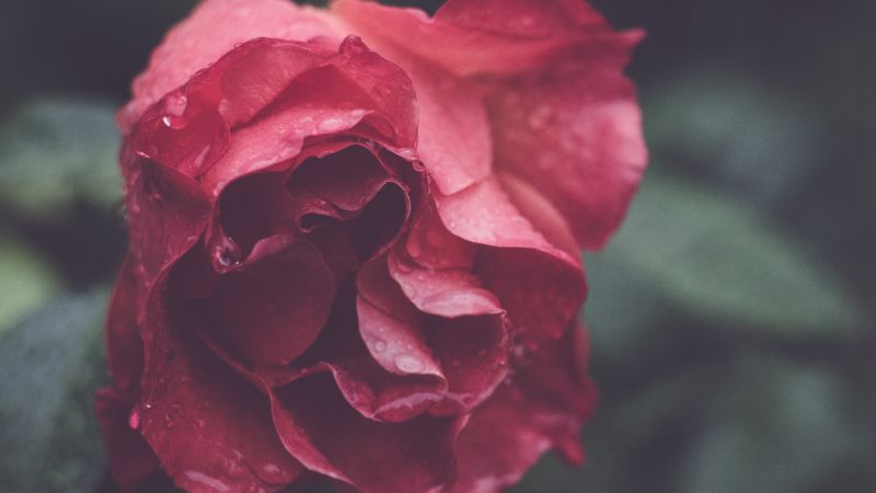 Rose, HD, 4k wallpaper, macro, flowers (horizontal)