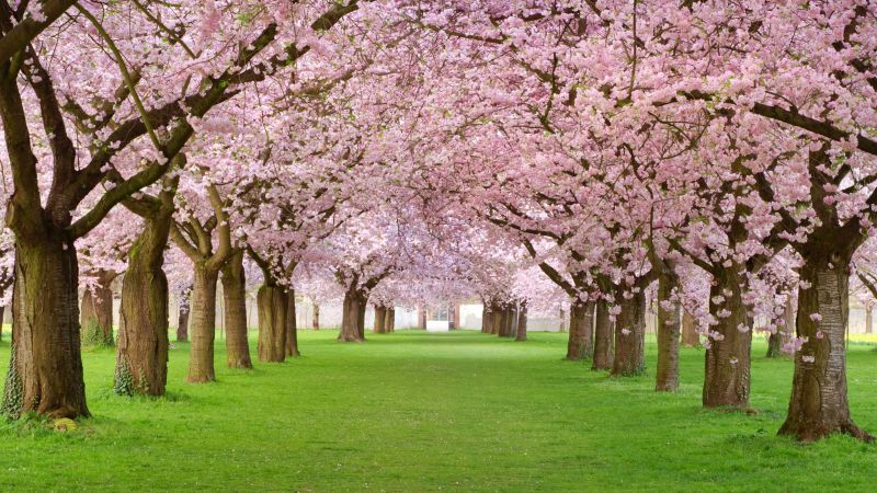 Trees, 4k, HD wallpaper, blossom, park, pink (horizontal)