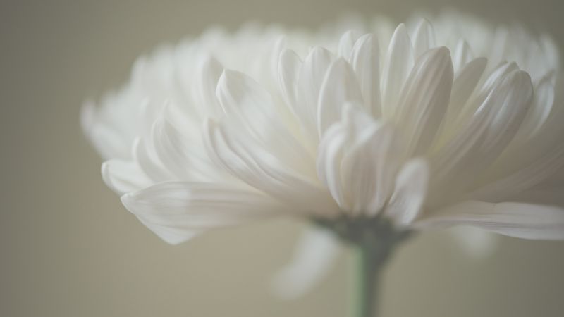 Aster, 5k, 4k wallpaper, macro, petals, white (horizontal)