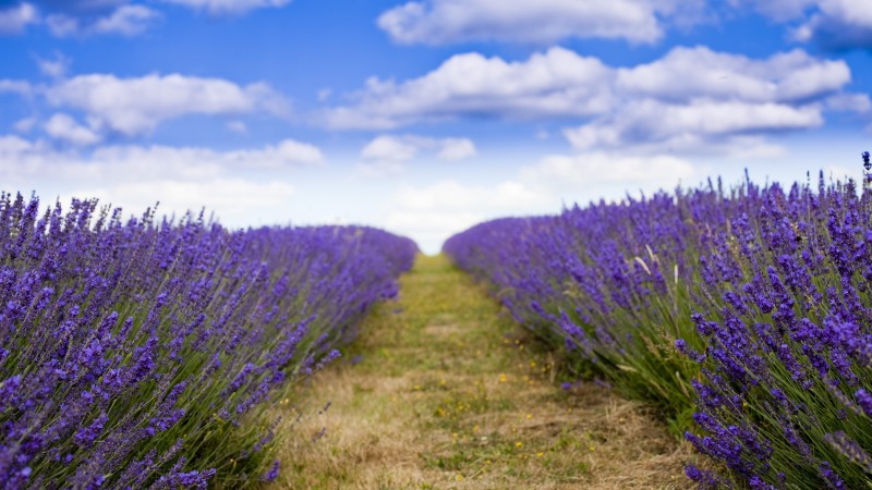 lavender, 5k, 4k wallpaper, 8k, field, flowers, sky, clouds (horizontal)