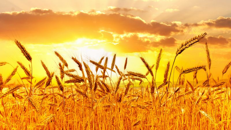 Wheat, 5k, 4k wallpaper, meadows, sunset (horizontal)