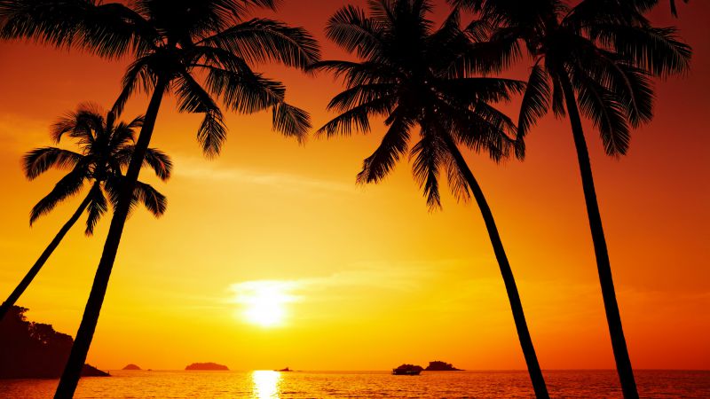 Ocean, 5k, 4k wallpaper, palms, sunset (horizontal)