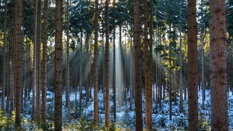 Pines, 5k, 4k wallpaper, wood, sunlight, sunrise (horizontal)