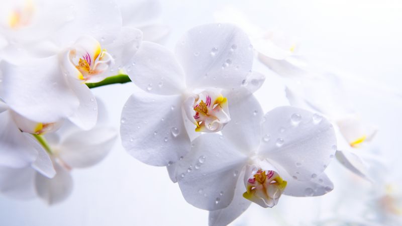 Orchid, 5k, 4k wallpaper, flowers, macro, white (horizontal)