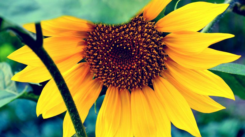 Sunflower, HD, 4k wallpaper, macro, flowers, yellow (horizontal)