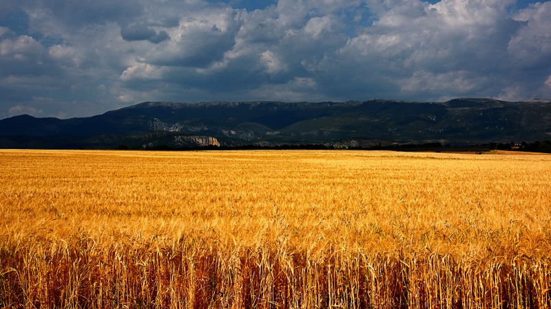 Plateau de Valensole, 5k, 4k wallpaper, 8k, France, meadows, wheat, clouds (horizontal)