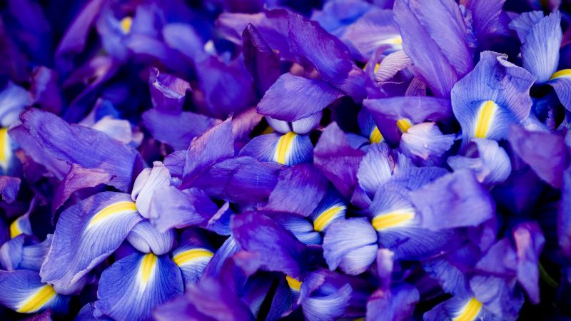 Iris, 5k, 4k wallpaper, macro, flowers, purple (horizontal)